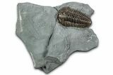Prone Flexicalymene Trilobite - Mt Orab, Ohio #358140-1